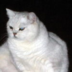 Profile picture of Laurie Koerber